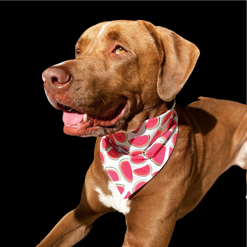 Watermelon Dog Bandana with Velcro straps